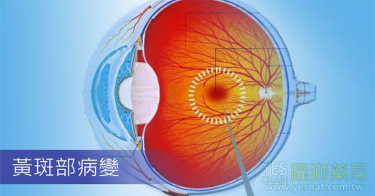 👁️🗨️ 潛在眼科用途|目前仍屬研究階段 👁️🗨️ 潛在眼科用途|目前仍屬研究階段